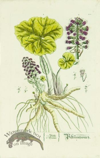 Blackwell German 027